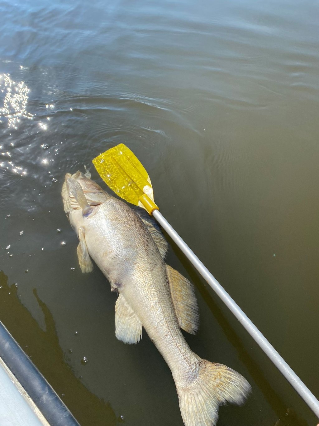 Ein toter Fisch treibt im Wasser.