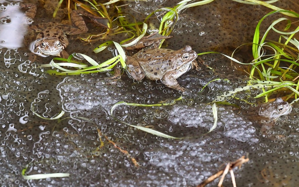Der Laich von Grasfröschen liegt in einem Wassergraben nahe einer Straße.