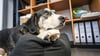 Mit Hund ins Büro? Mit dem Ende der Homeoffice-Pflicht mussten viele Hundehalter die Betreuung ihres Vierbeiners während der Arbeitszeit neu regeln.