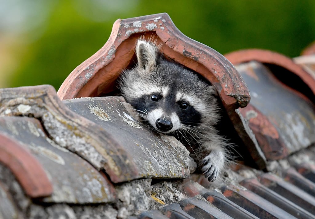 Der Waschbär dringt bisweilen auch in Dachstühle ein.