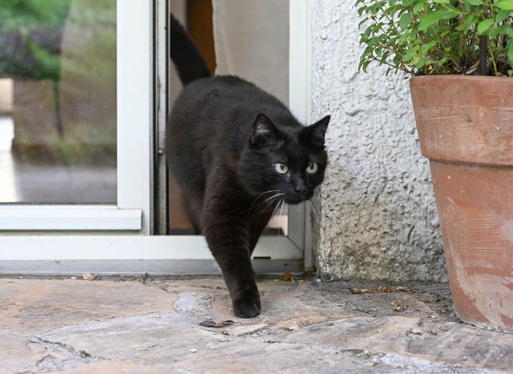 Eine Katze verlässt eine Wohnung durch eine Terrassentür.