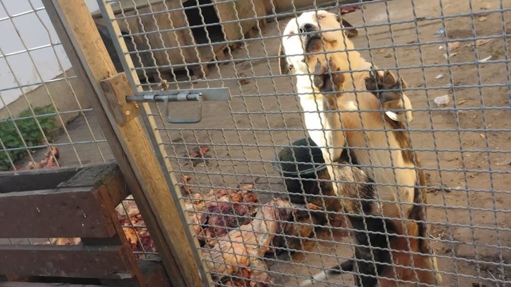 Laut Hundehilfe Prignitz zeigt dieses Bild einen der Hunde, die unter schlimmen Bedingungen gehalten wurden.