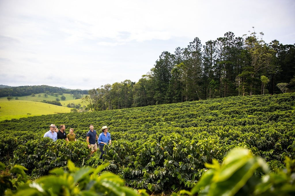Durch die Kaffeeplantagen der Tablelands gibt es auch Touren.