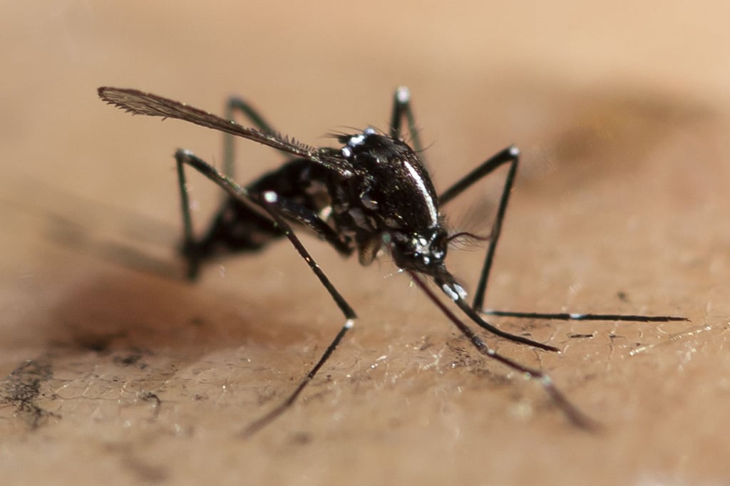 Die Asiatische Tigermücke (Aedes albopictus) breitet sich in Europa weiter Richtung Norden und Westen aus. Sie gilt als Überträger unter anderem von Chikungunya- und Dengue-Viren.
