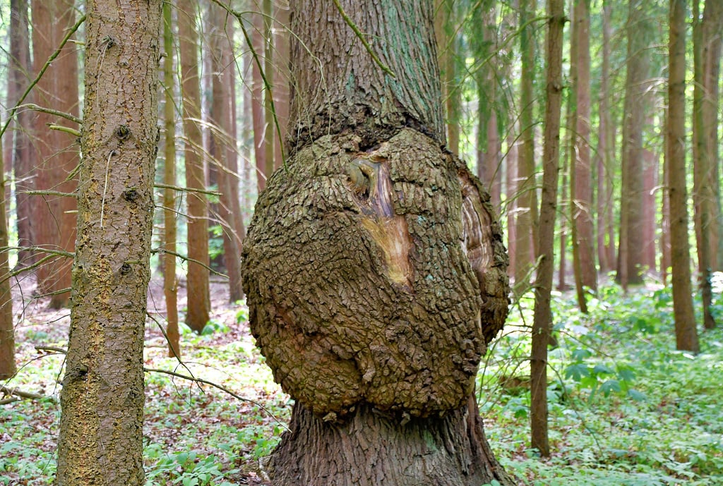 Eine seltsame Entdeckung unweit des Hindenburgweihers in Lindenthal: ein Baum mit Auswuchs.