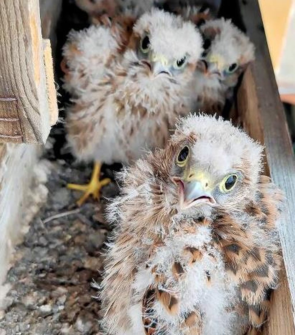"Nicht stören, nur füttern", scheint der kleine Turmfalke im Blumenkasten sagen zu wollen.