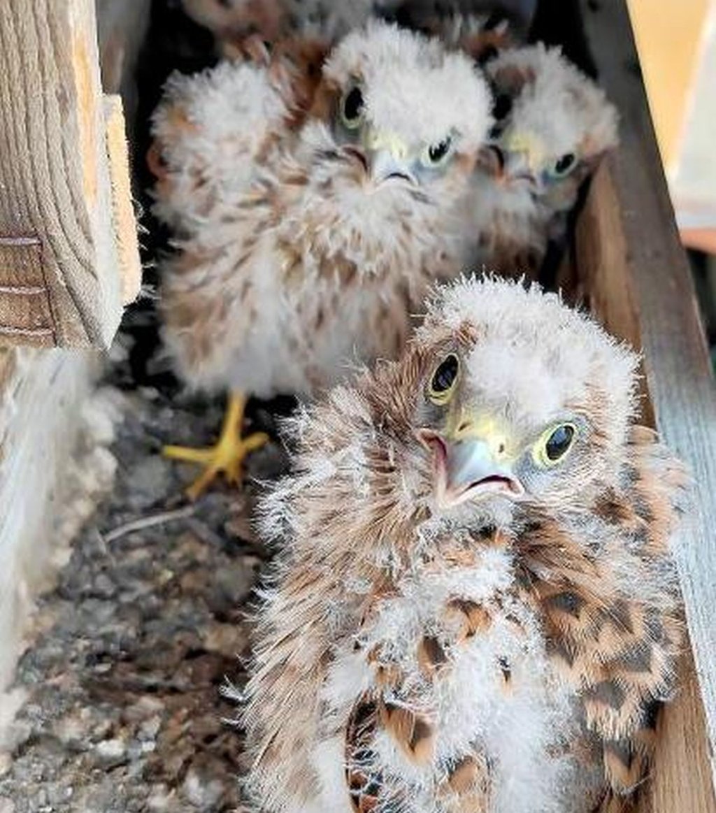 Video: Turmfalken in Sangerhausen ziehen Küken im Blumenkasten heran