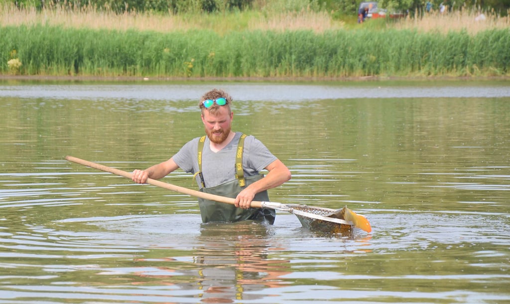 Maik Hirsch vom Sportfischerverein Löderburg rettet mit Wathose und Kescher einen Karpfen im Gewässer „Undank“ zwischen Athensleben und Groß Börnecke.