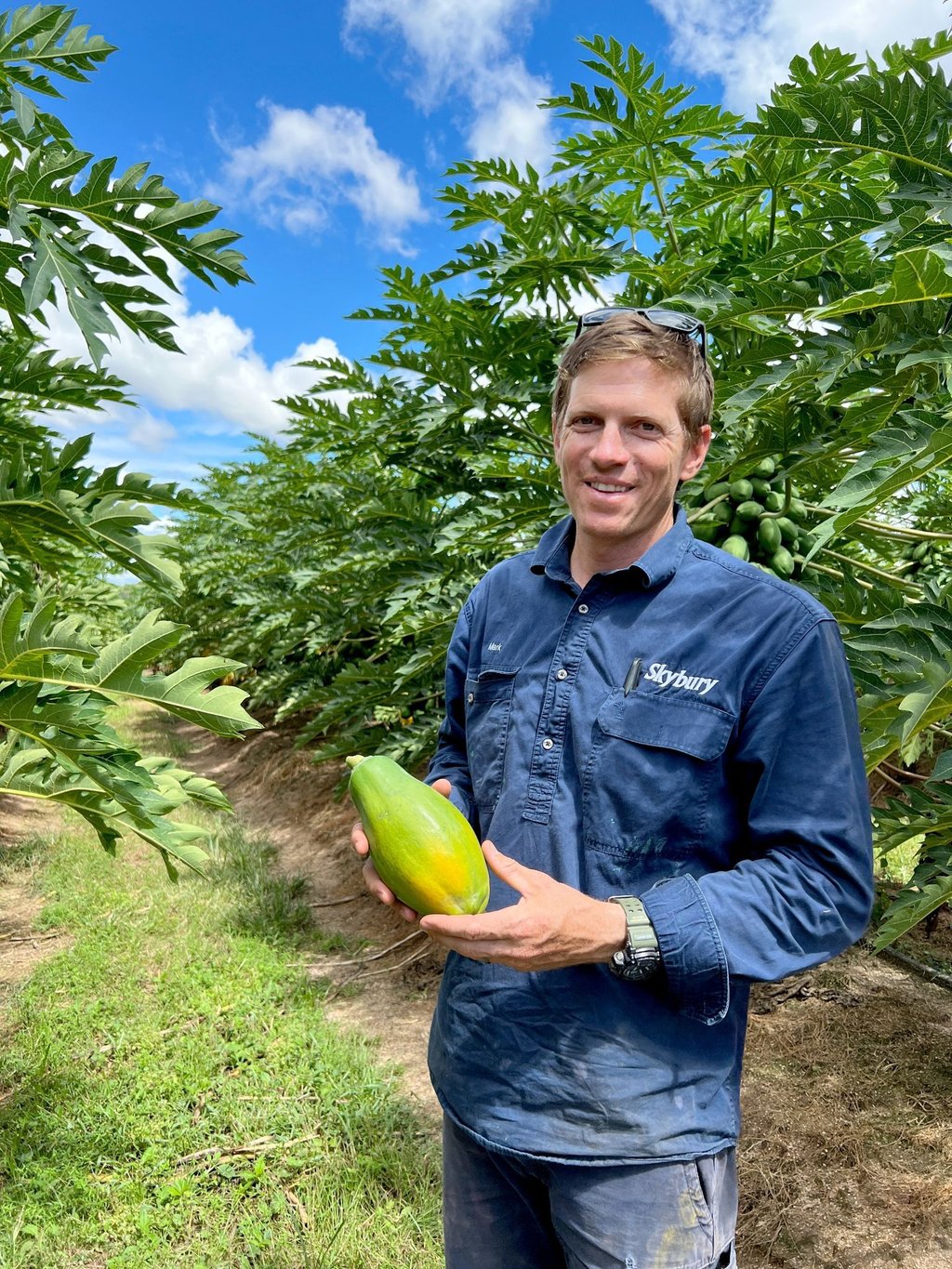 Mark MacLaughlin zeigt eine Papaya. Auf der Skybury-Plantage seiner Familie werden jedes Jahr Millionen davon geerntet.