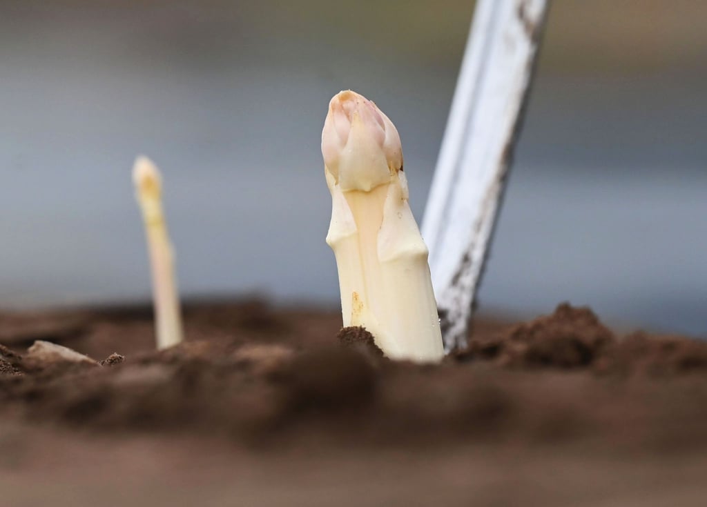 Auf einem Feld wird Spargel geerntet.