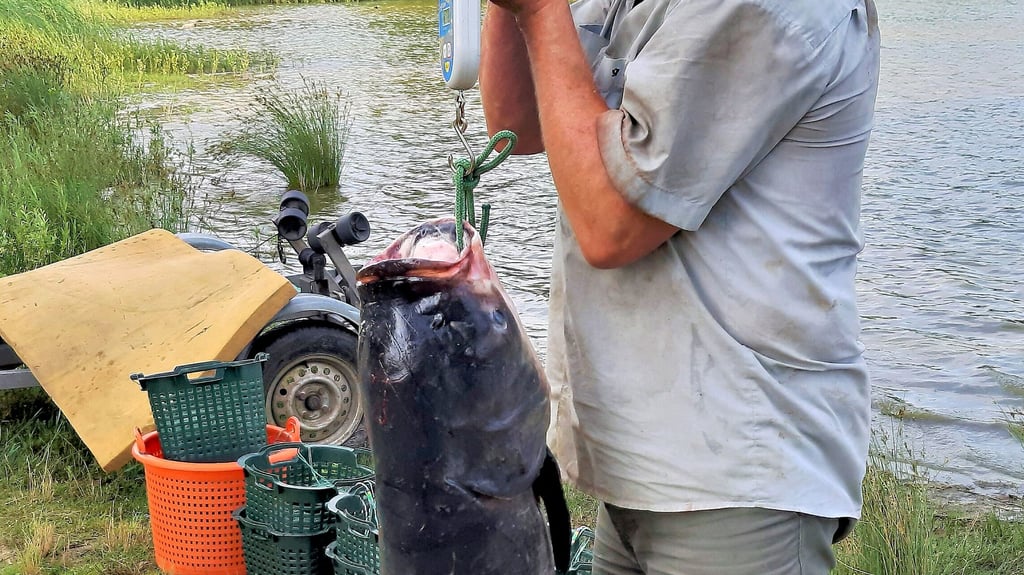 26 Kilo wog dieser Marmorkarpfen, den Frank Weichler mit seinem Kollegen Marius Hennicke aus der Zerbster Kiesgrube am Waldfrieden holte.