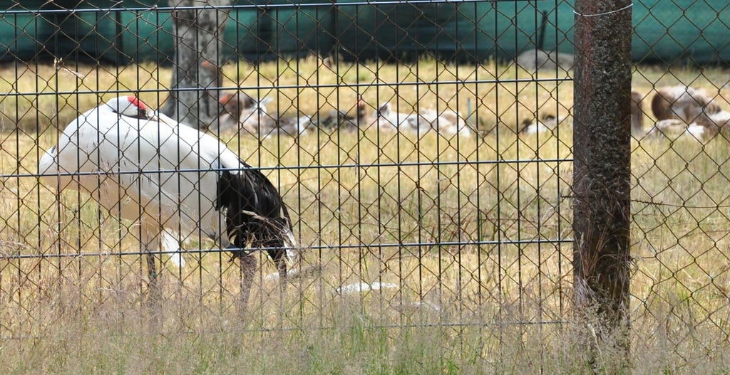 Auch Kranichvögel sind auf dem mit Stabmatten umzäunten Gelände untergebracht.