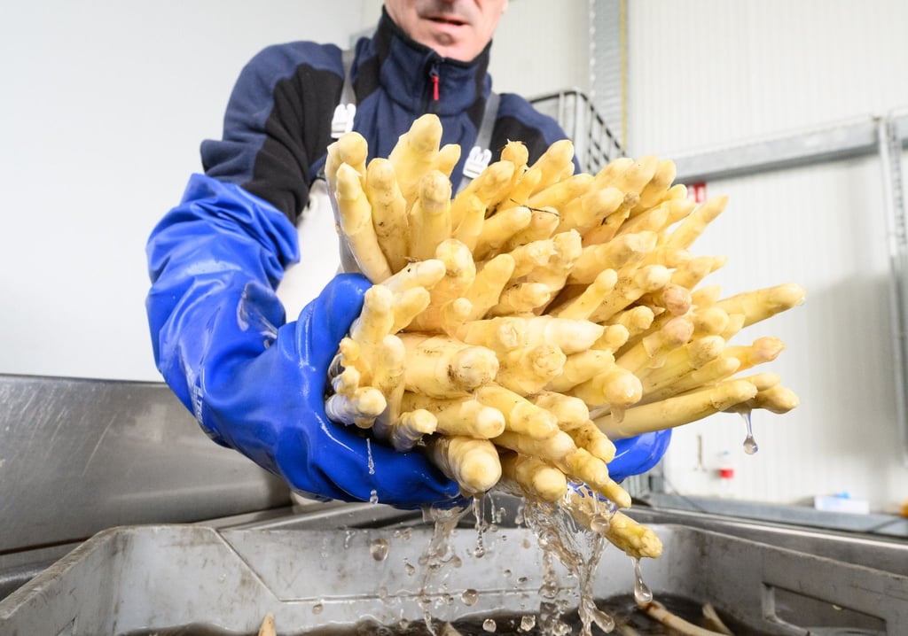 Ein Erntehelfer hält Spargel auf dem Spargelhof Heuer in der Region Hannover.