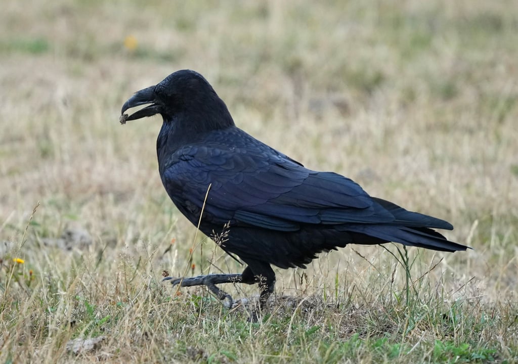 Ein Rabe (Corvidae) spaziert im brandenburgischen Wildpark Schorfheide mit Futter im Schnabel über eine Wiese.