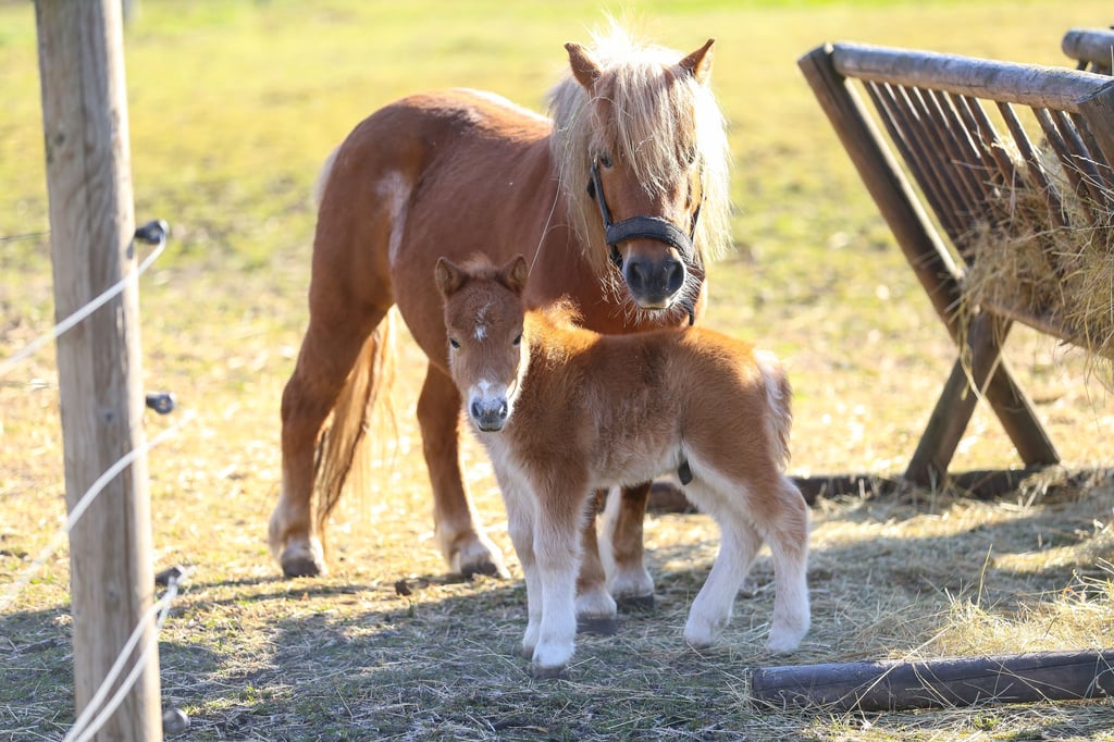 Ein Blick in die Vergangenheit: Auch Nachwuchs gehört bei den Ponys im Südpark dazu.