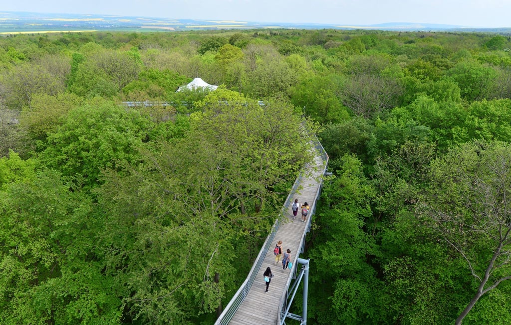 Blick auf den Baumkronenpfad im Nationalpark Hainich.