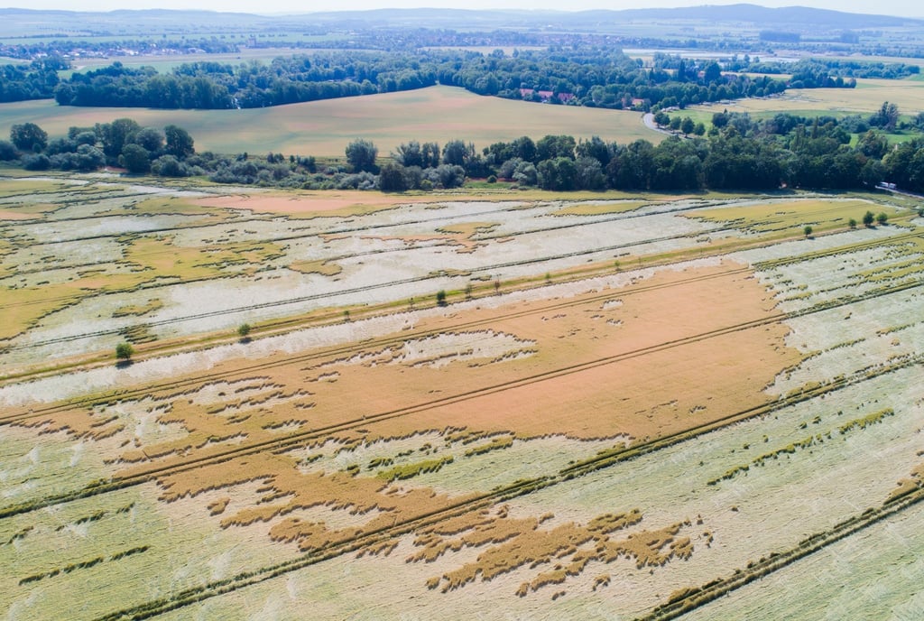 Zehntausende Ähren eines Roggenfeldes wurden bei einem Unwetter zu Boden gedrückt.