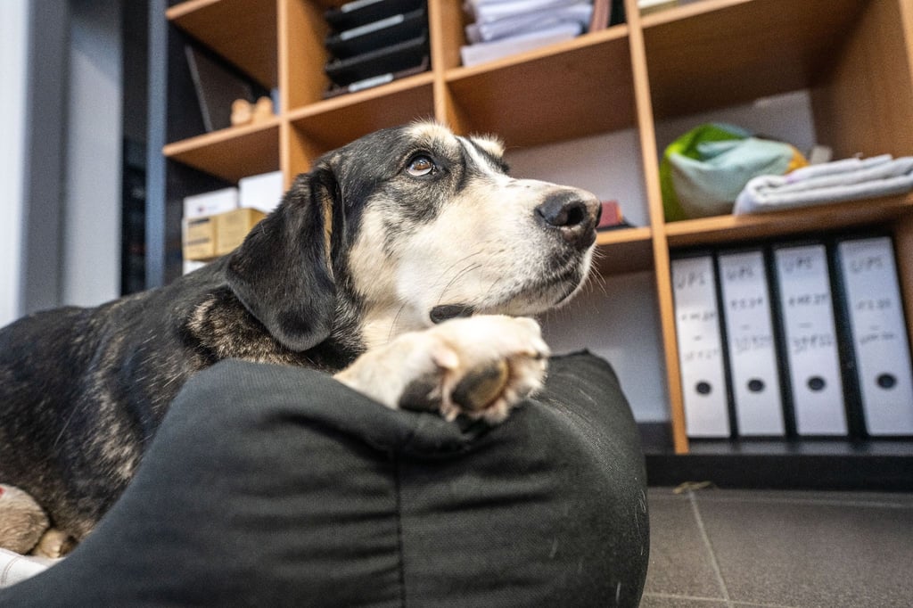 Mit Hund ins Büro? Mit dem Ende der Homeoffice-Pflicht mussten viele Hundehalter die Betreuung ihres Vierbeiners während der Arbeitszeit neu regeln.