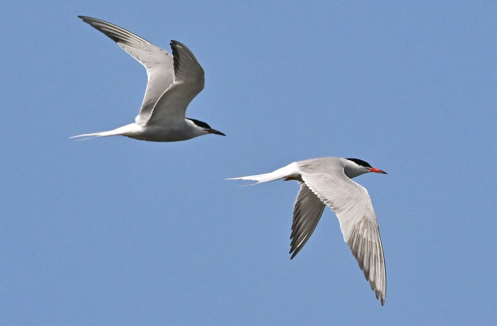 Zwei Flussseeschwalben (Sterna hirundo) sind am Himmel zu sehen.