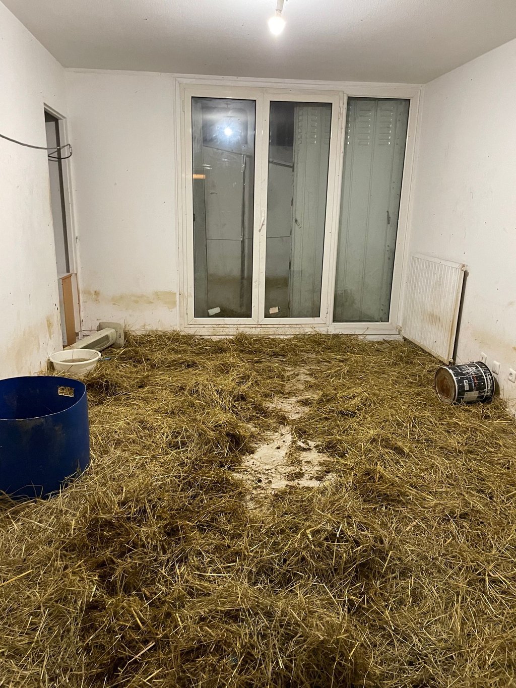 In dieser Sozialwohnung in Nizza sind 40 Schafe entdeckt worden.