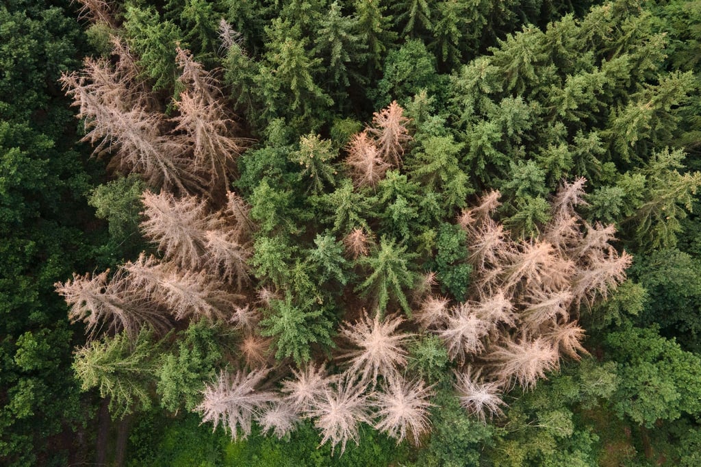 Schädlinge sind meist die Übeltäter für Schadholzeinschlag: Vom Borkenkäfer befallene Fichten stehen in einem Waldstück am Rande der Sächsischen Schweiz.