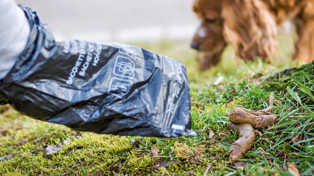 Sollte für jeden Hundehalter beim Gassigehen eine Selbstverständlichkeit sein: Hundekottüte dabei und damit einsammeln, was der Vierbeiner hinterlässt.