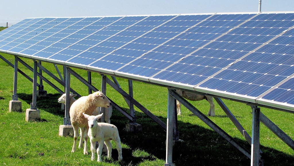 Schafe auf einer Wiese mit Photovoltaikanlagen: Das ist auch in dem Solarpark geplant, den ein landwirtschaftlicher Betrieb zwischen Magdeburg und Schönebeck errichten möchte.