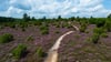Das berühmte violette Heidekraut taucht die Lüneburger Heide jedes Jahr im August in ein leuchtendes Farbenmeer.