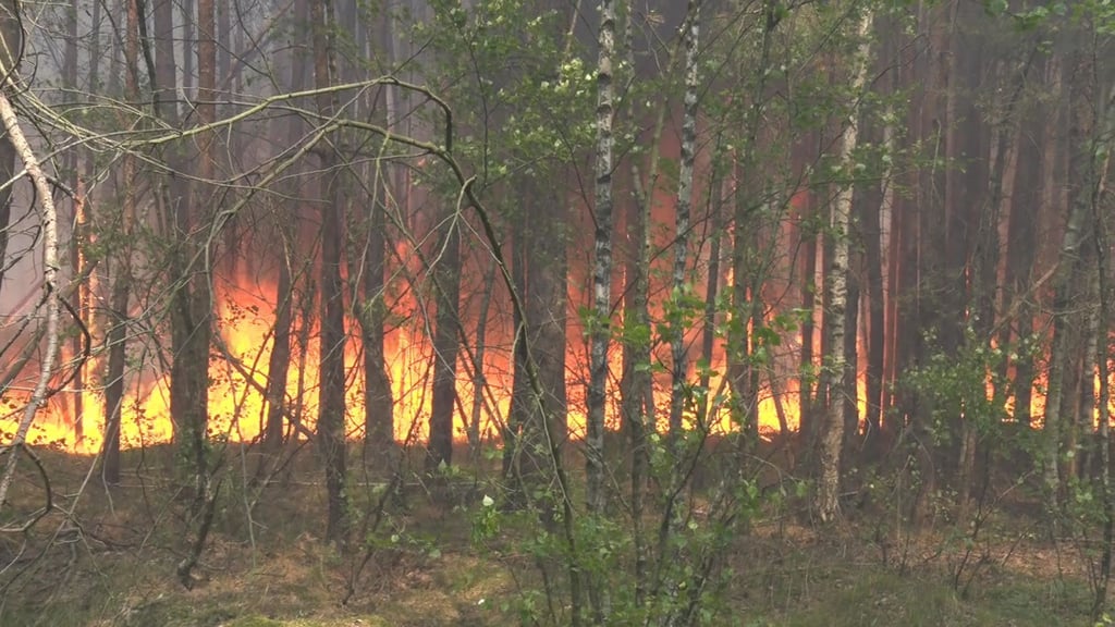 Feuer breitet sich bei einem Waldbrand bei Beelitz im vergangenen Jahr aus.