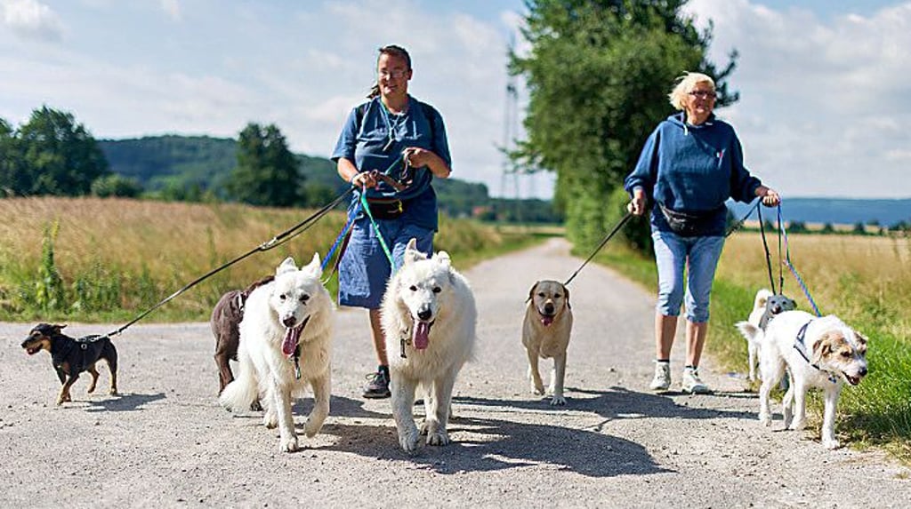 Mehr Platz für Hunde?