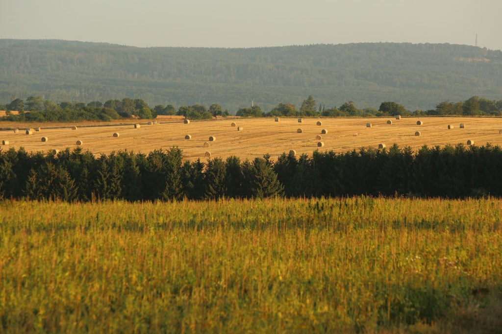 Strohballen liegen auf einem Feld.