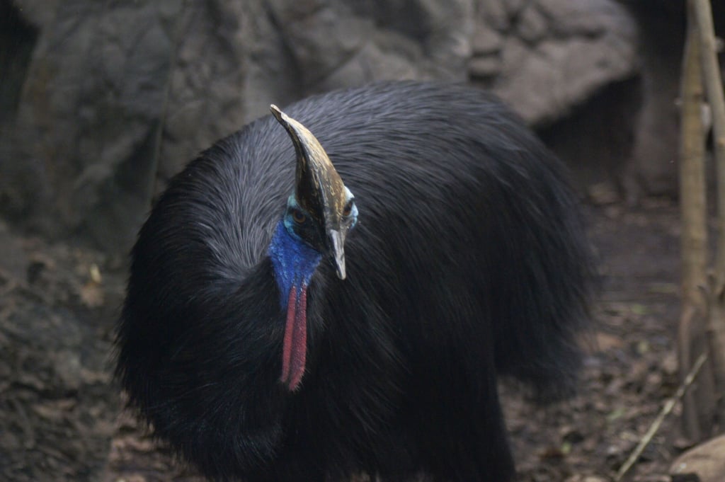 Ein Helmkasuar (Casuarius casuarius) Zoo von Sydney. Es handelt sich um die drittgrößten Laufvögel der Erde.