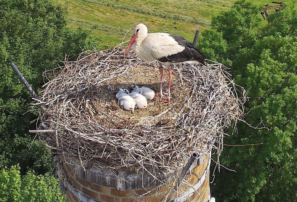 Ein Altstorch bei seinen Jungtieren auf einem Horst in Lübars.