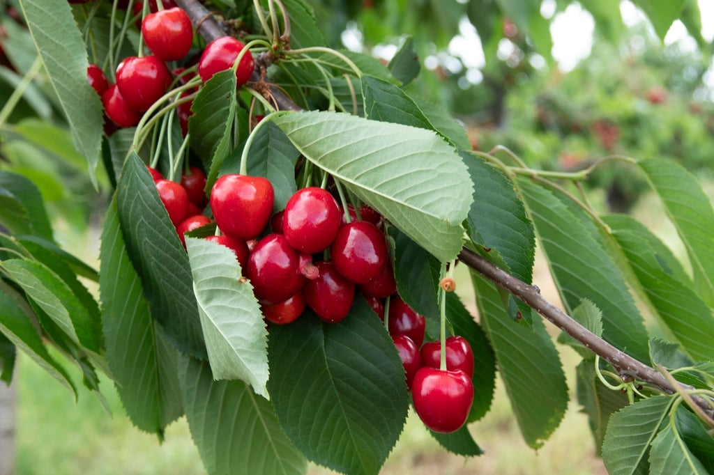 Die deutschen Obstbauern dürften in diesem Sommer weniger Kirschen ernten als 2022, so eine erste Schätzung.