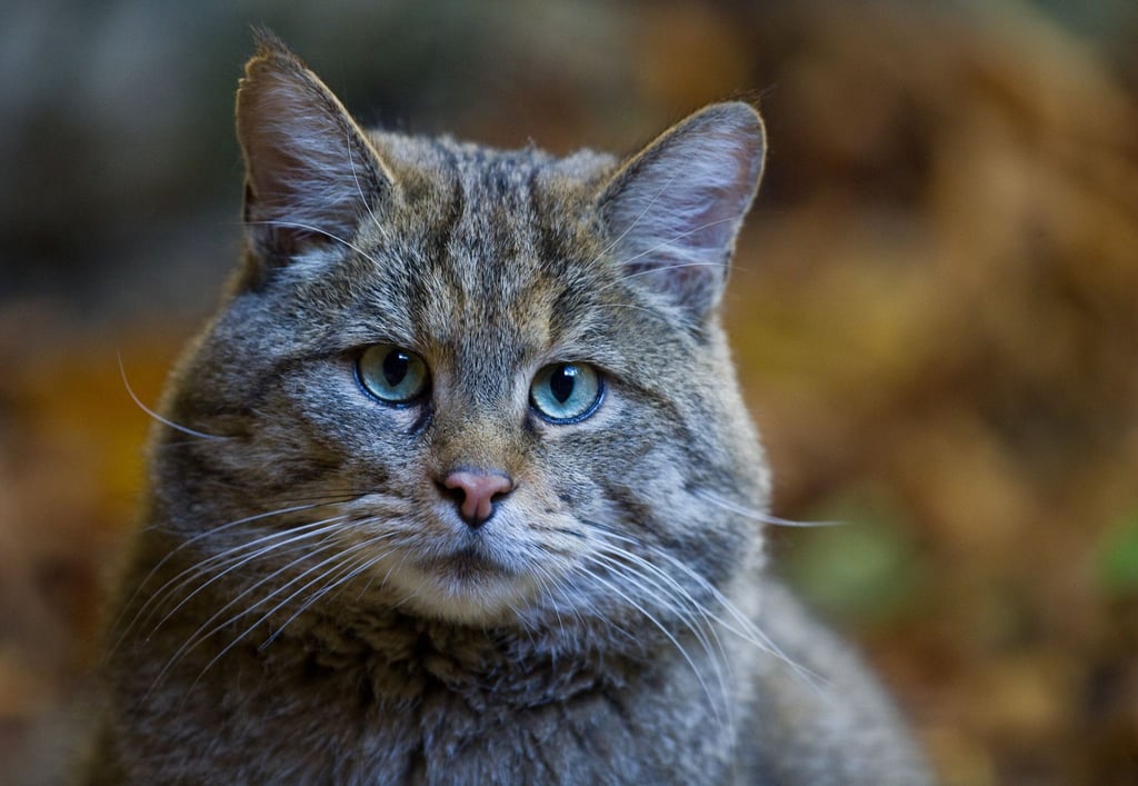 Eine Europäische Wildkatze, aufgenommen in einem Tierfreigehege.