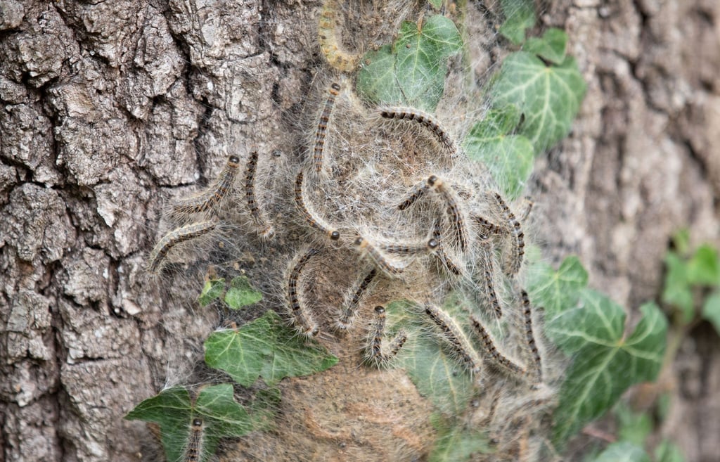 Eichenprozessionsspinner sind am Stamm einer Eiche zu sehen.
