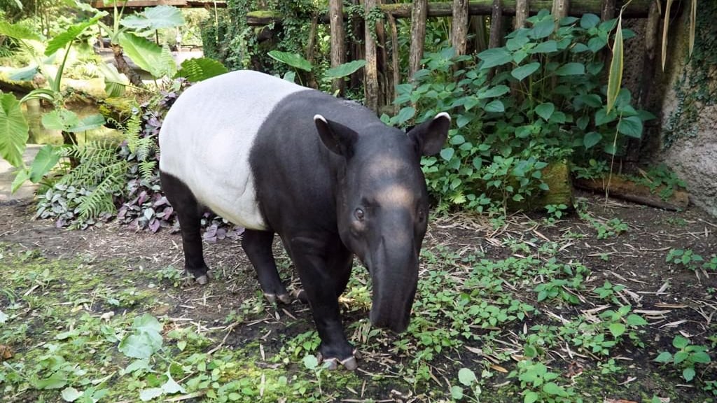 Tapirbulle Copasih zieht um. Es geht für ihn von Leipzig nach Usti nad Labem in Tschechien.