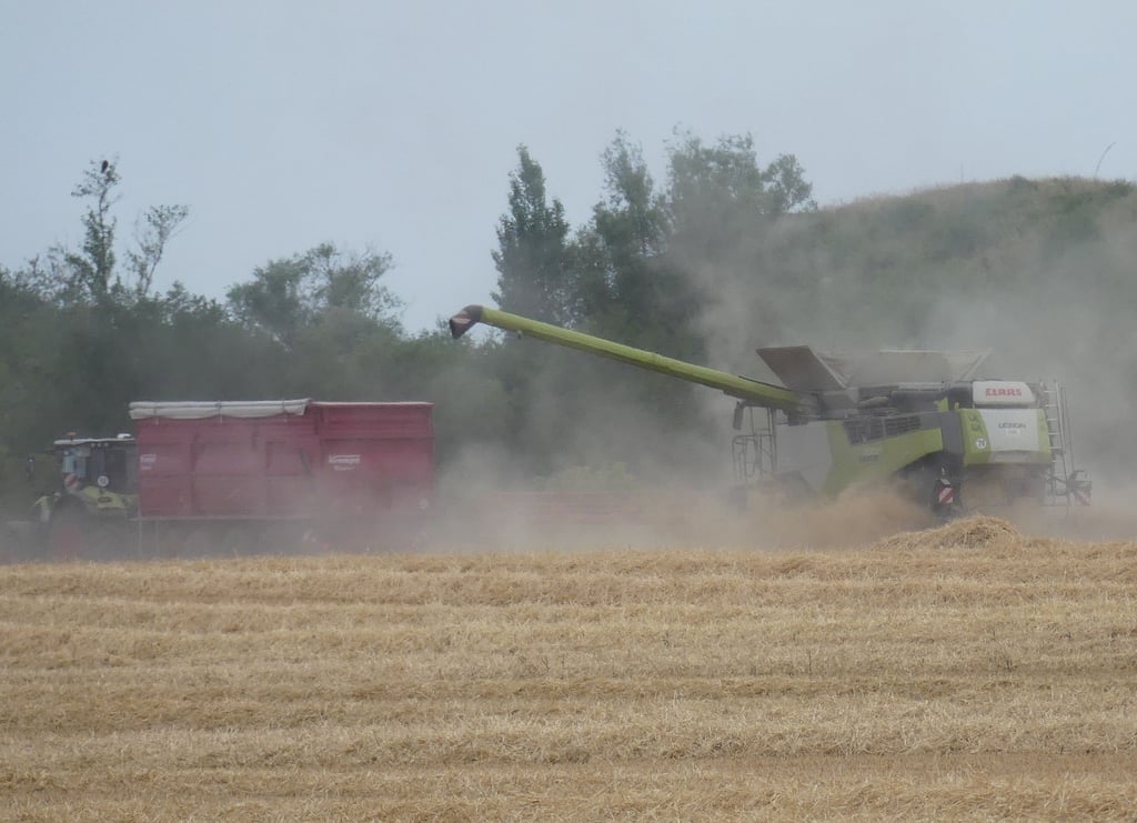 Derzeit läuft auf den Flächen um den Flugplatz Merseburg die Ernte. Bleiben sie auch in Zukunft Ackerflächen?