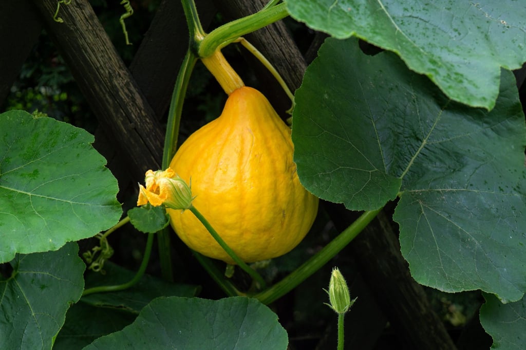 Nur die weiblichen Blüten der Kürbispflanzen bilden bis Herbst solche Früchte.