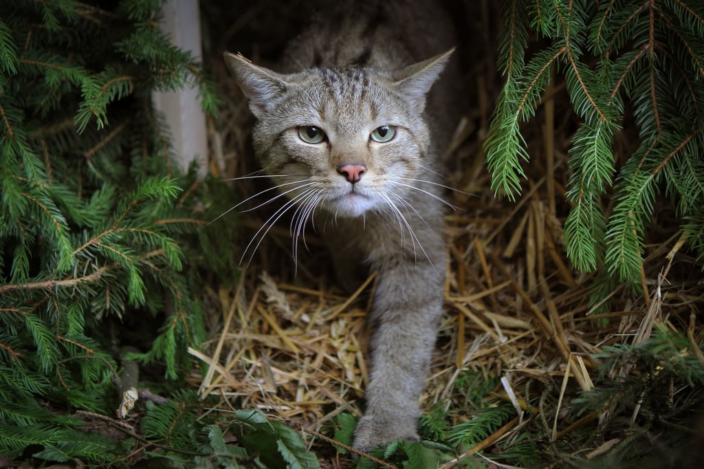Am Dienstag geht es im Zoo um die Europäische Wildkatze.