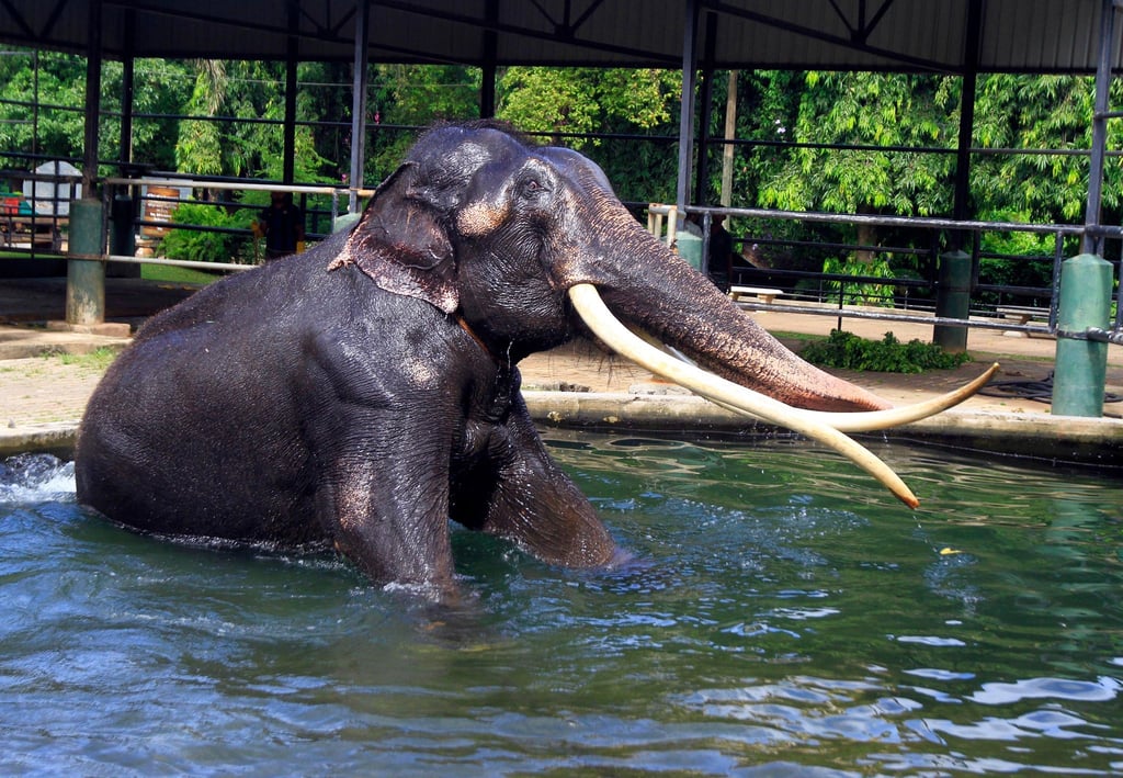 Elefant Sak Surin nimmt ein Bad im Dehiwala Zoo in Sri Lanka.