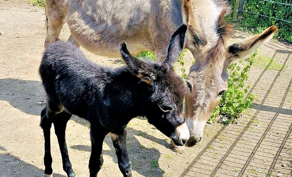 Eseldame Hermine erkundet zusammen mit ihrem (noch) namenlosen Kind das Gehege im Wernigeröder Bürgerpark.