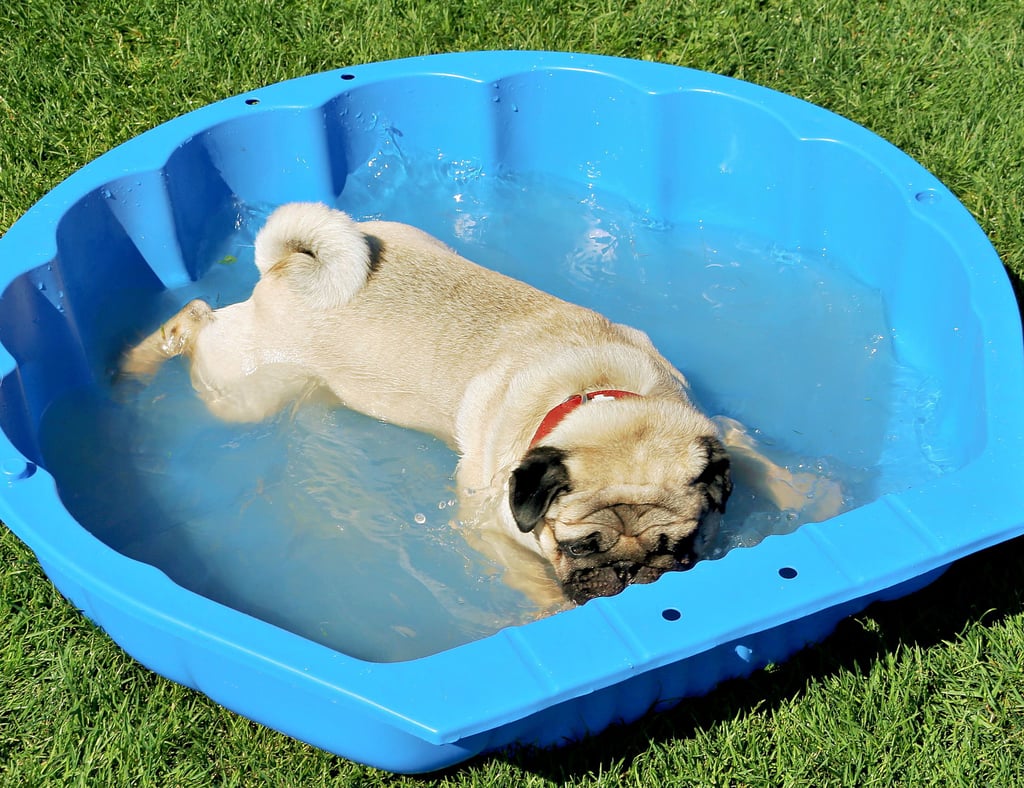 Hunde können nicht schwitzen und haben deshalb ihre liebe Not mit hohen Temperaturen. Tierärzte aus Schönebeck und Calbe geben Tipps, wie die Vierbeiner am besten durch einen hitzigen Sommer kommen.