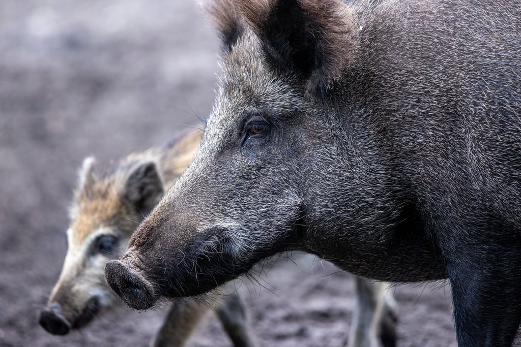 Wildschweine stehen in einem Wildgatter.