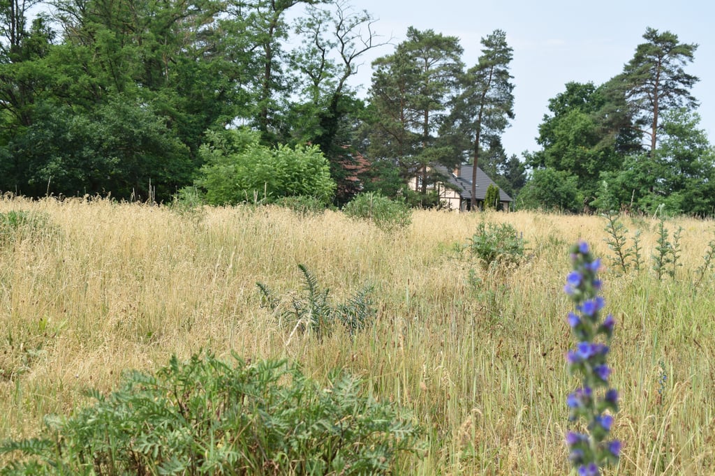 Blick über das Hochufer am Tannenweg in Biederitz bis zur Bebauung auf der gegenüberliegenden Straßenseite. Der Bebauungsplan Tannenweg II sieht vor, drei Grundstücke zur Wohnbebauung freizugeben. Morgen Abend entscheidet der Gemeinderat, wie es mit dem Projekt weitergeht.