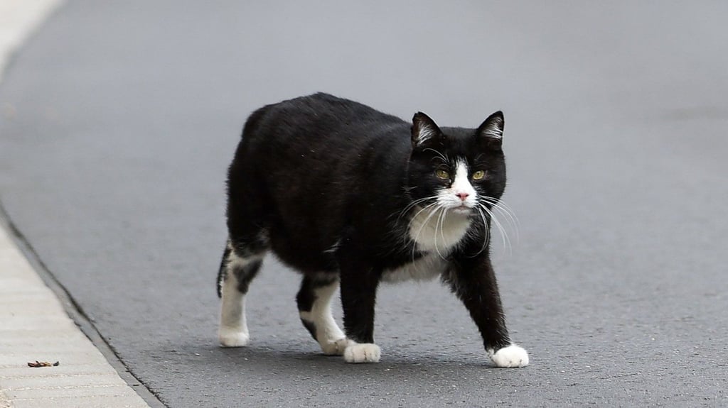 Die Polizei sucht in Möckern nach einem Tierquäler. Er soll zweimal auf eine Karzte geschossen haben. Das Bild zeigt nicht die betroffene Katze, sondern ist ein Symbolbild.