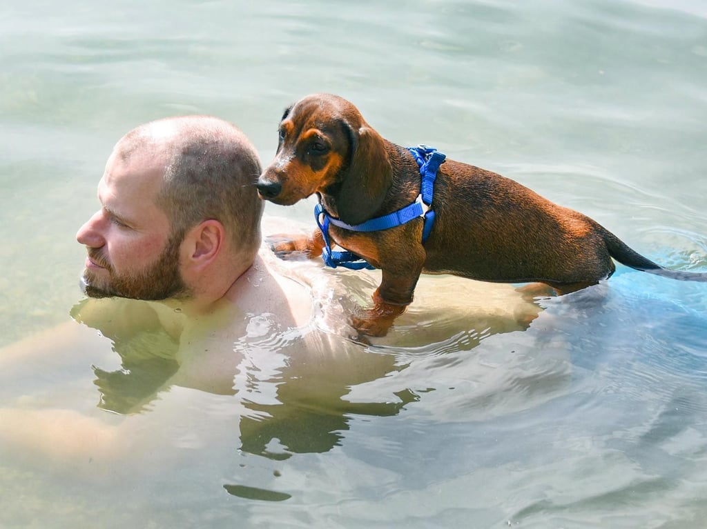 Einige Hunde überlassen das Schwimmen lieber ihren Herrchen.