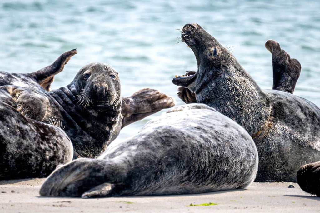 Kegelrobben liegen am Strand auf der Düne vor der Insel Helgoland.