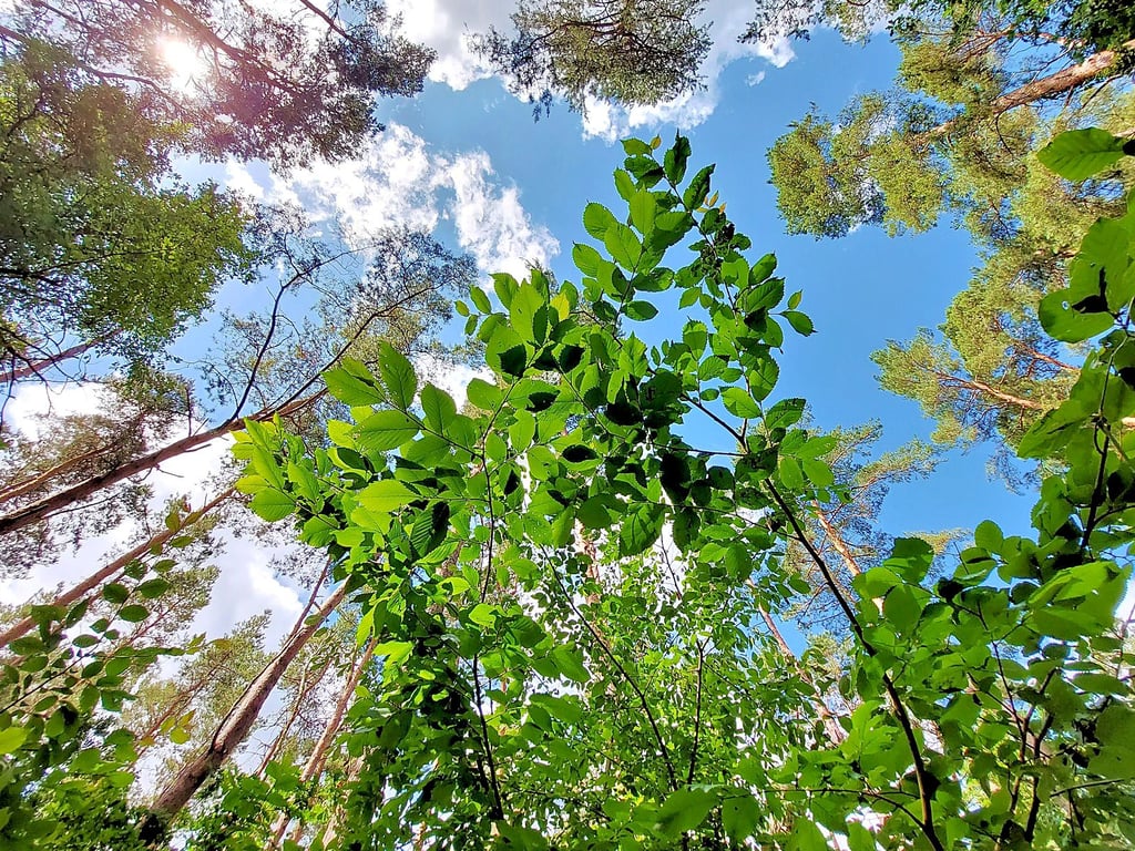 Die Buche, hier ein noch junges Exemplar, kommt in den heimischen Wäldern oft vor. Inzwischen macht aber auch ihr die Trockenheit zu schaffen.