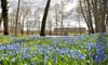 Einen blauen Teppich aus tausenden Blüten bildete vor einigen Wochen das Sibirische Blausternchen  im Genthiner Volkspark.